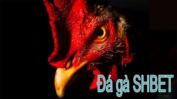 Đánh giá xem xếp hạng Onbet88 có đại diện cho tiêu chuẩn của một công ty game uy tín hay không - Onbet88
