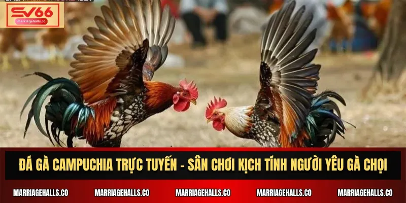 Chúng tôi sẽ đánh giá các trang web chơi game đáng tin cậy được xếp hạng Aog777 - Aog777