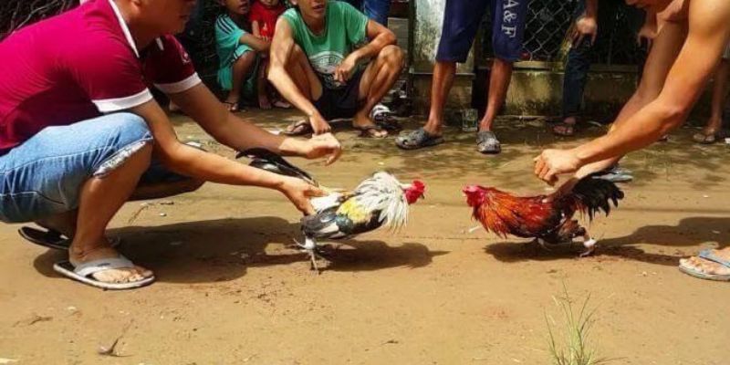 Ưu điểm khi hợp tác với các công ty cá cược 789F - 789F