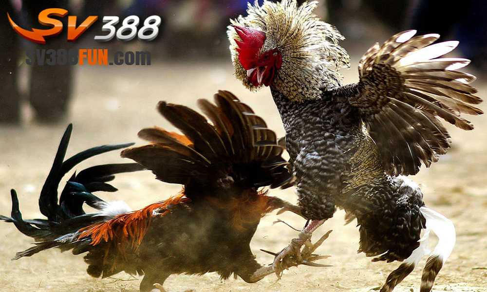Tất cả các loại phiếu giảm giá 88T - 88T
