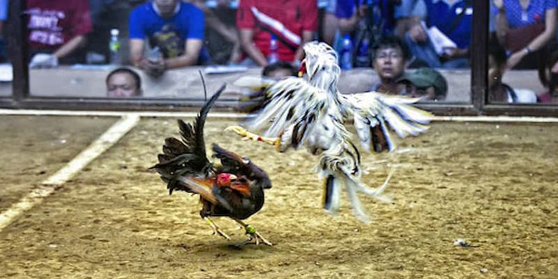 Tổng quan về các nhà phát hành game Winwin - Winwin